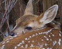 Mule Deer Fawn Fine Art Print