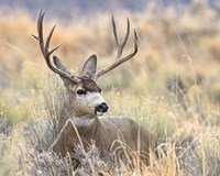 Mule Deer Buck Fine Art Print