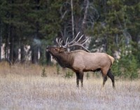 Bull Elk Bugling Fine Art Print