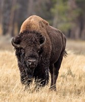 Bull Bison Fine Art Print