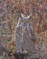 Great Horned Owl Fine Art Print