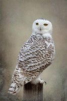 Snowy Owl Fine Art Print