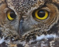 Owl Eyes Fine Art Print