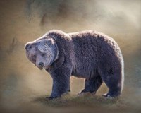 Grizzly Bear Boar Fine Art Print