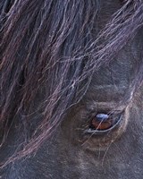 Domino - S Steens Stallion Fine Art Print