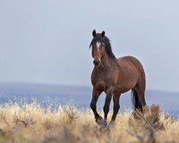 Cherokee - S Steens Wild Stallion Fine Art Print