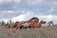 South Steens Mustangs Fine Art Print