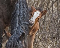 Ochoco Wild Foal - Big Summit HMA Fine Art Print
