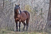 Ochoco Wild Stallion - Big Summit Fine Art Print