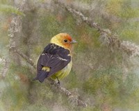 Western Tanager Fine Art Print