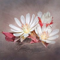 Bitterroot Fine Art Print