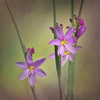 Blue-Eyed Grass Ochoco Fine Art Print