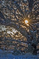 New Years Steens Mountain Sunrise Fine Art Print