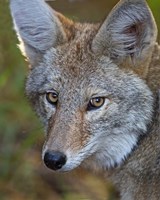 Coyote Fine Art Print