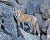 Red Fox Kit I Fine Art Print