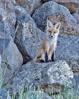 Red Fox Kit II Fine Art Print