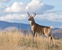 Montana Whitetail Buck II Fine Art Print