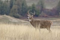 Montana Whitetail Buck III Fine Art Print