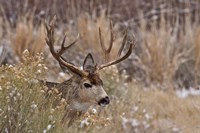 Mule Deer Buck Fine Art Print