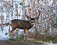 Mule Deer Buck Fine Art Print