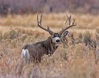 Mule Deer Buck II Fine Art Print