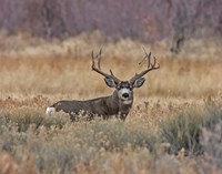 Mule Deer Buck III Fine Art Print