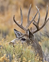 Mule Deer Buck IV Fine Art Print