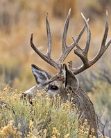 Mule Deer Buck IV Fine Art Print