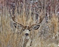Muley - Malheur II Fine Art Print
