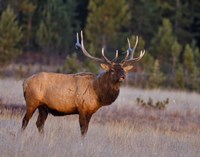 Bull Elk Fine Art Print