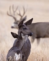 Dark Mule Deer Doe Fine Art Print