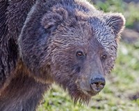 Grizzly Bear Boar Fine Art Print