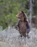 Grizzly Two Year Old Fine Art Print