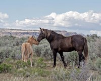 Copper Pennys Foal & Juniper Fine Art Print