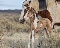 Lady Braveheart & Filly Fine Art Print