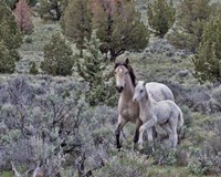 Palomino Mare & Colt Fine Art Print