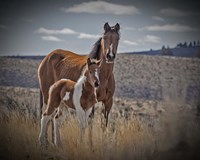 Sequoyah Colt Fine Art Print