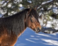 Johnny - Ochoco Stallion Fine Art Print