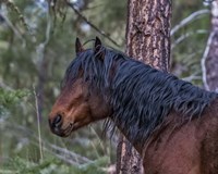 Ochoco Bay Stallion Fine Art Print