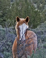 Filly - Palomino Buttes Fine Art Print