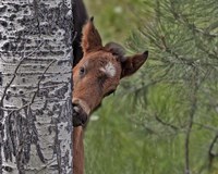 Ochoco Foal - Ochoco Fine Art Print