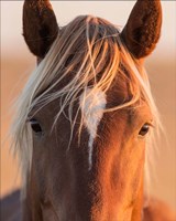 Curious Fine Art Print