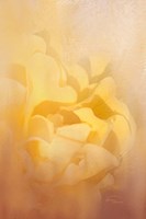 Showers of Light Fine Art Print