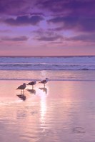 Seagull Beach II Fine Art Print