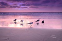 Seagull Beach I Fine Art Print