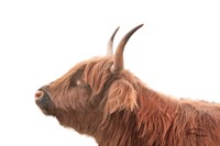 Highland Calf II Fine Art Print