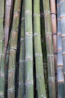 Bamboo Fence Fine Art Print