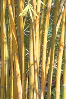 Golden Bamboo Fine Art Print