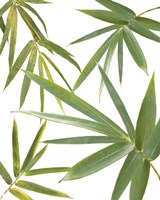 Bamboo Collage Fine Art Print