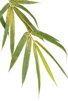 Bamboo Branch Fine Art Print